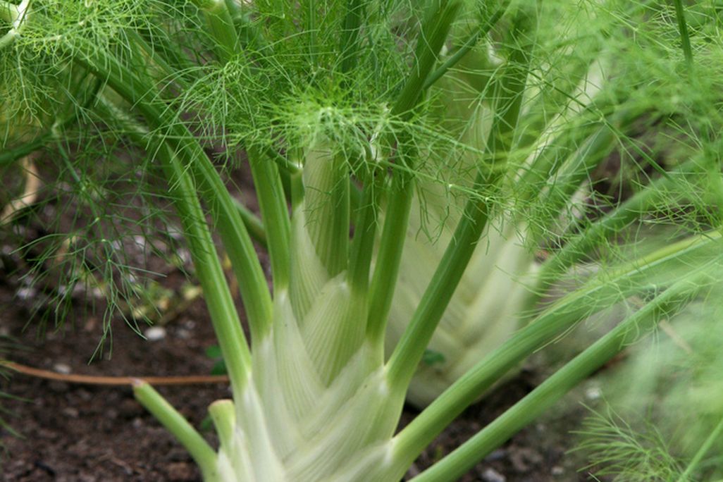 Florence fennel