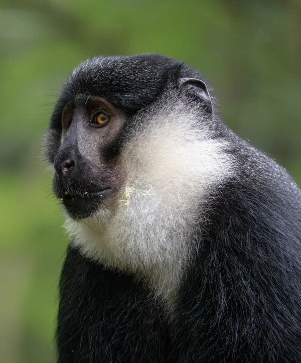 L'Hoest Monkey deep in thought thumbnail