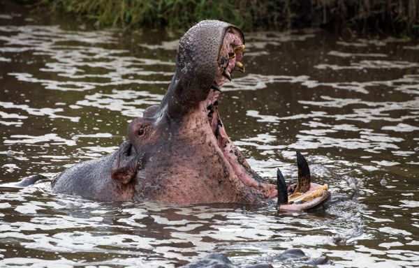 Hippopotamus, Serengeti, Tanzania thumbnail