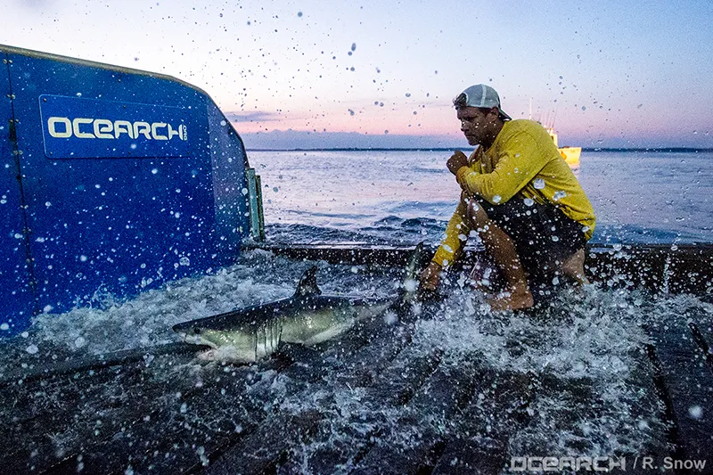 Can Social Media Give Sharks a Better Reputation?