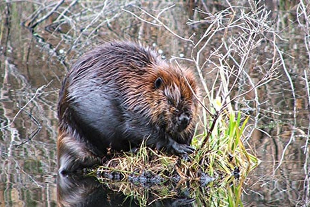 Beaver at Prescott Peninsula
