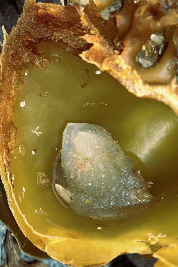 Gel of the Deep thumbnail