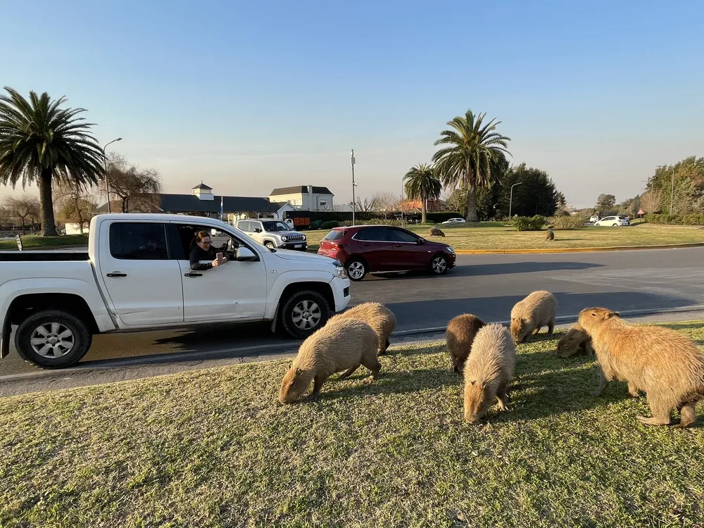 A passenger in a white truck photographs several capybaras in a yard in a gated community