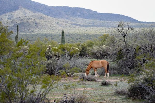 Salt River Wild horse in Mesa Arizona thumbnail