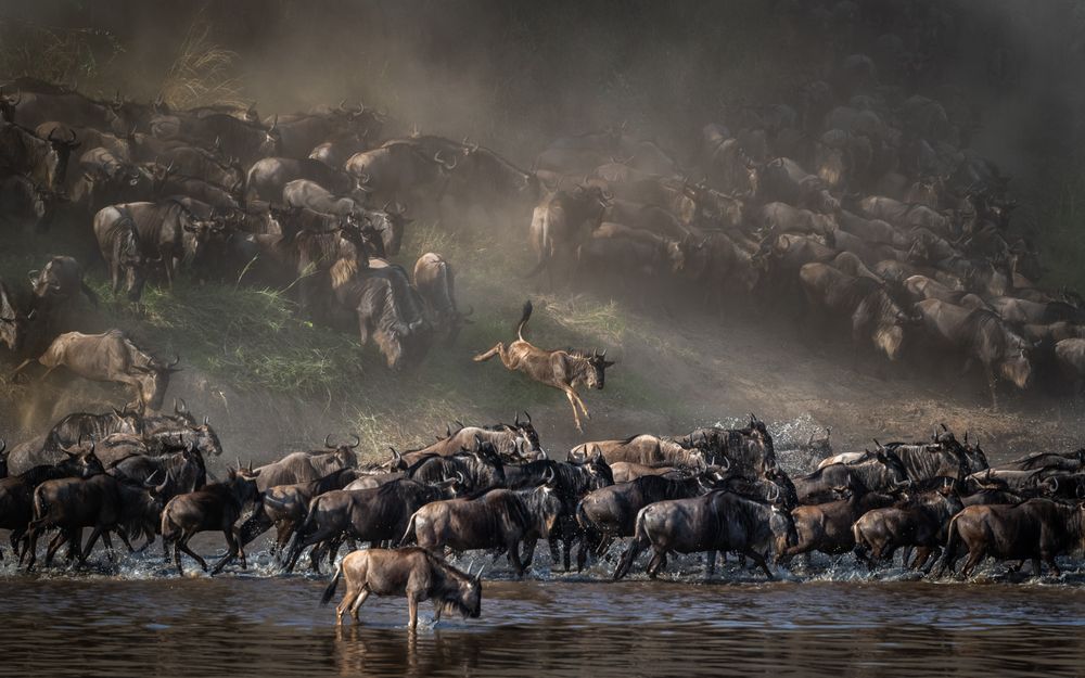 Wildebeest crossing the Mara River in the northern Serengeti. Patient waiting paid off with one of the most memorable crossings last August. Somewhat diffused sun that morning and clouds of dust. A dramatic young gnu jump provided an atmosphere almost as if from a Dutch Golden Age painting.