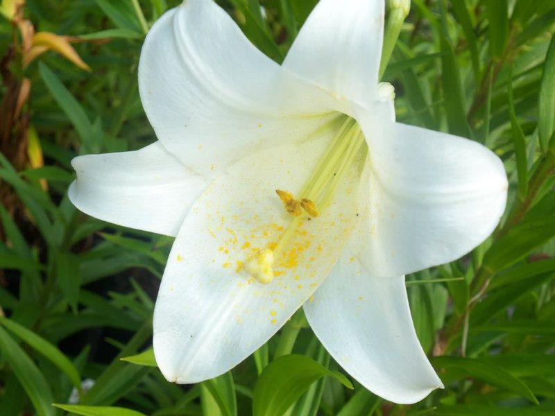 While working at my job, I saw this beautiful white flower with pollen