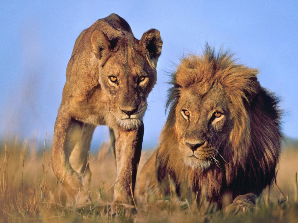 two lions