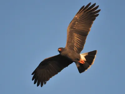 Snail kites' migratory behavior may be driven primarily by precipitation, as the species feeds mainly on Apple snails, which in turn rely on persistent bodies of water. 
