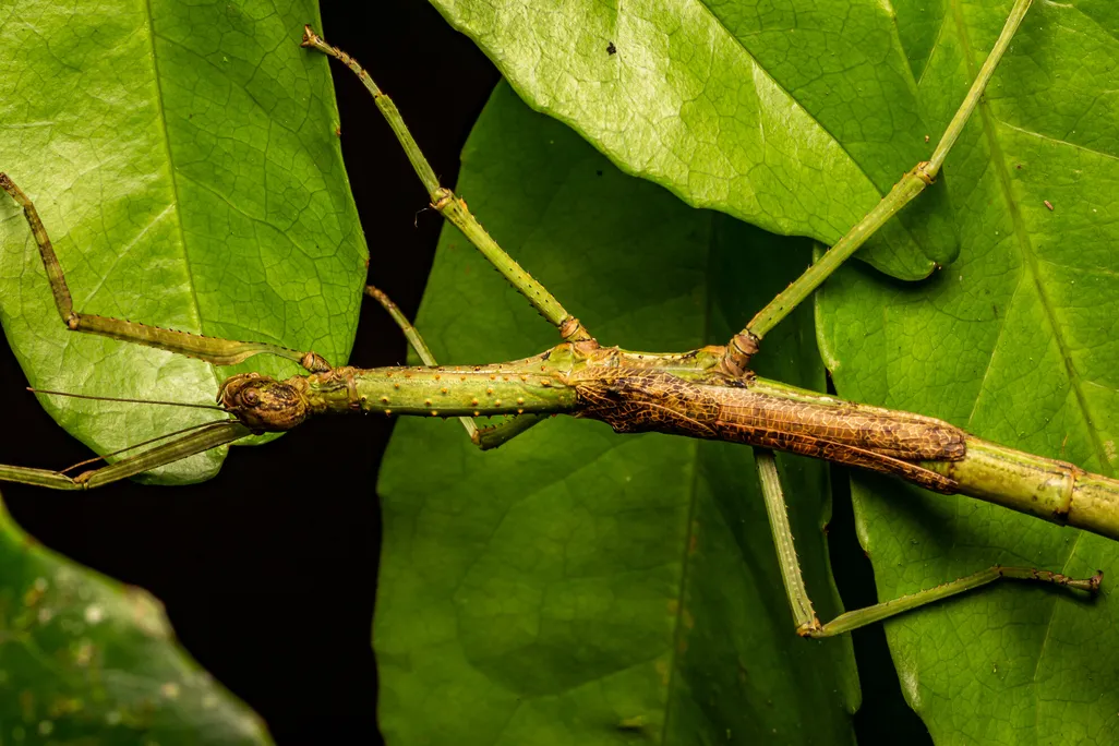 a green stick insect walking among leaves