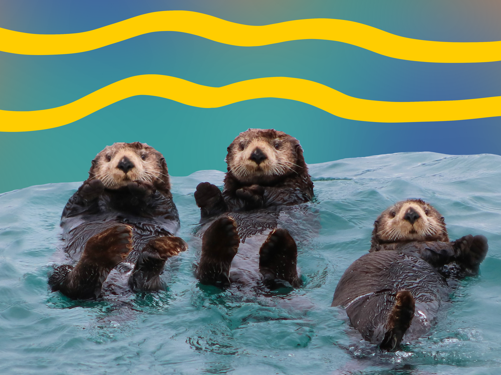 sea otters.png
