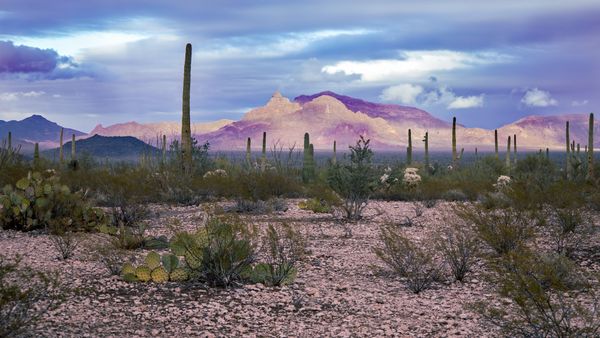 Sonoran desert view at Organ Pipe Cactus National Monument thumbnail
