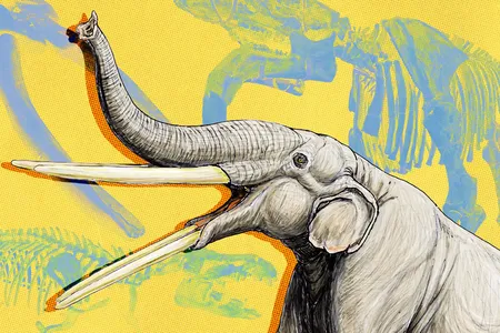 The tusks of ancient elephants came in a variety of shapes and sizes.