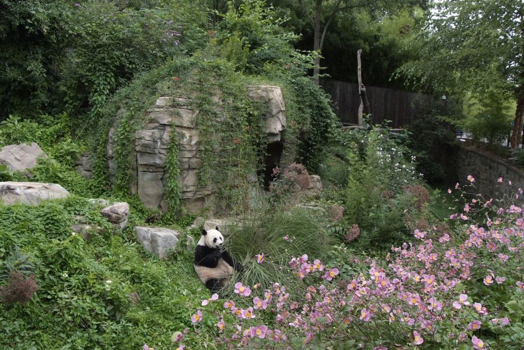 The Smithsonian National Zoological Park’s giant panda habitat has many green features, including a solar hot water system and planted, green roofs. 