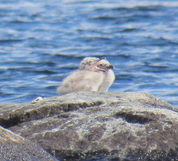 Heron gulls chicks on Lower Saranac Lake. thumbnail