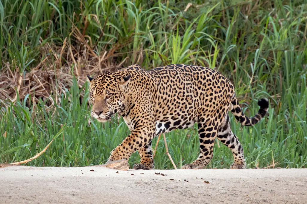 A picture of a beige colored large spotted Jaguar seen stalking towards the left of the picture. 