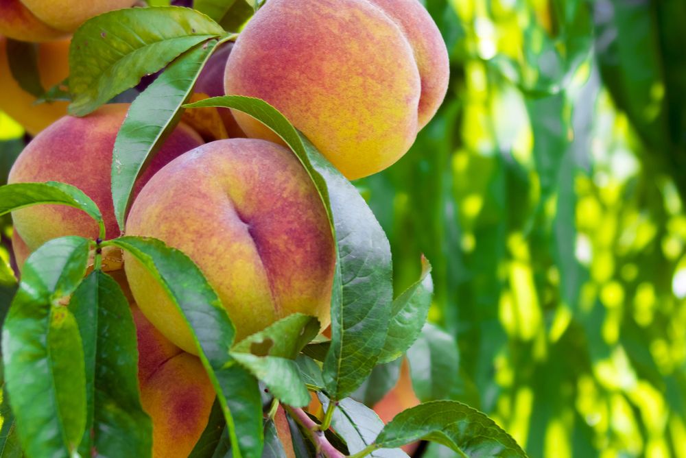 Farm Facts: Peaches - Florida Farm & Family