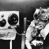 Here’s What Music Specially Composed for Your Cat Sounds Like icon