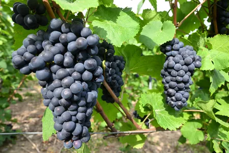 Pinot noir grapes in&nbsp;Verzenay, France