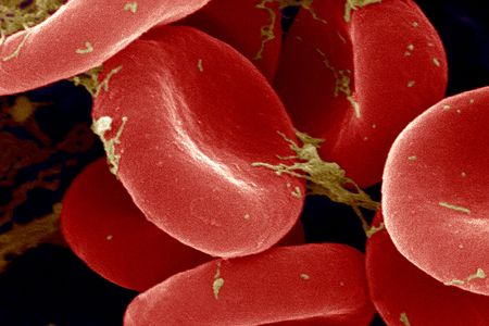 Red blood cells imaged by a scanning electron microscope. 