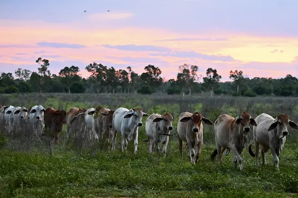 A line up of cattle in the Australian Outback with the sunset thumbnail