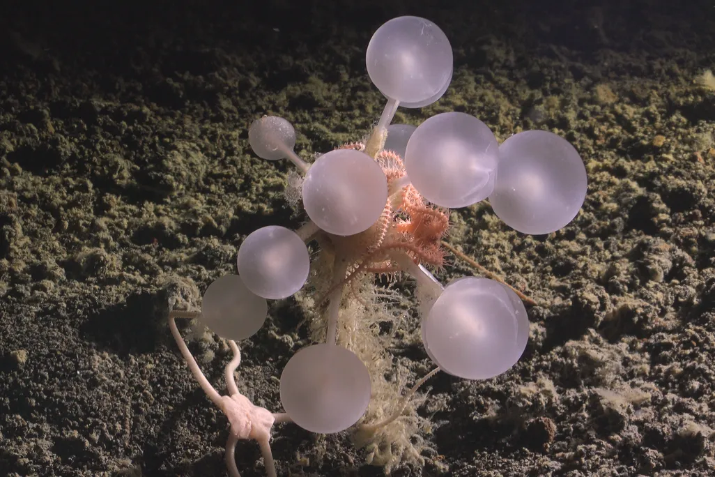 pink carnivorous death ball sponge