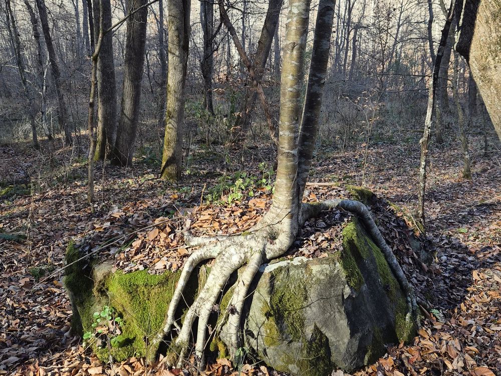 Tree growing from a boulder | Smithsonian Photo Contest | Smithsonian ...