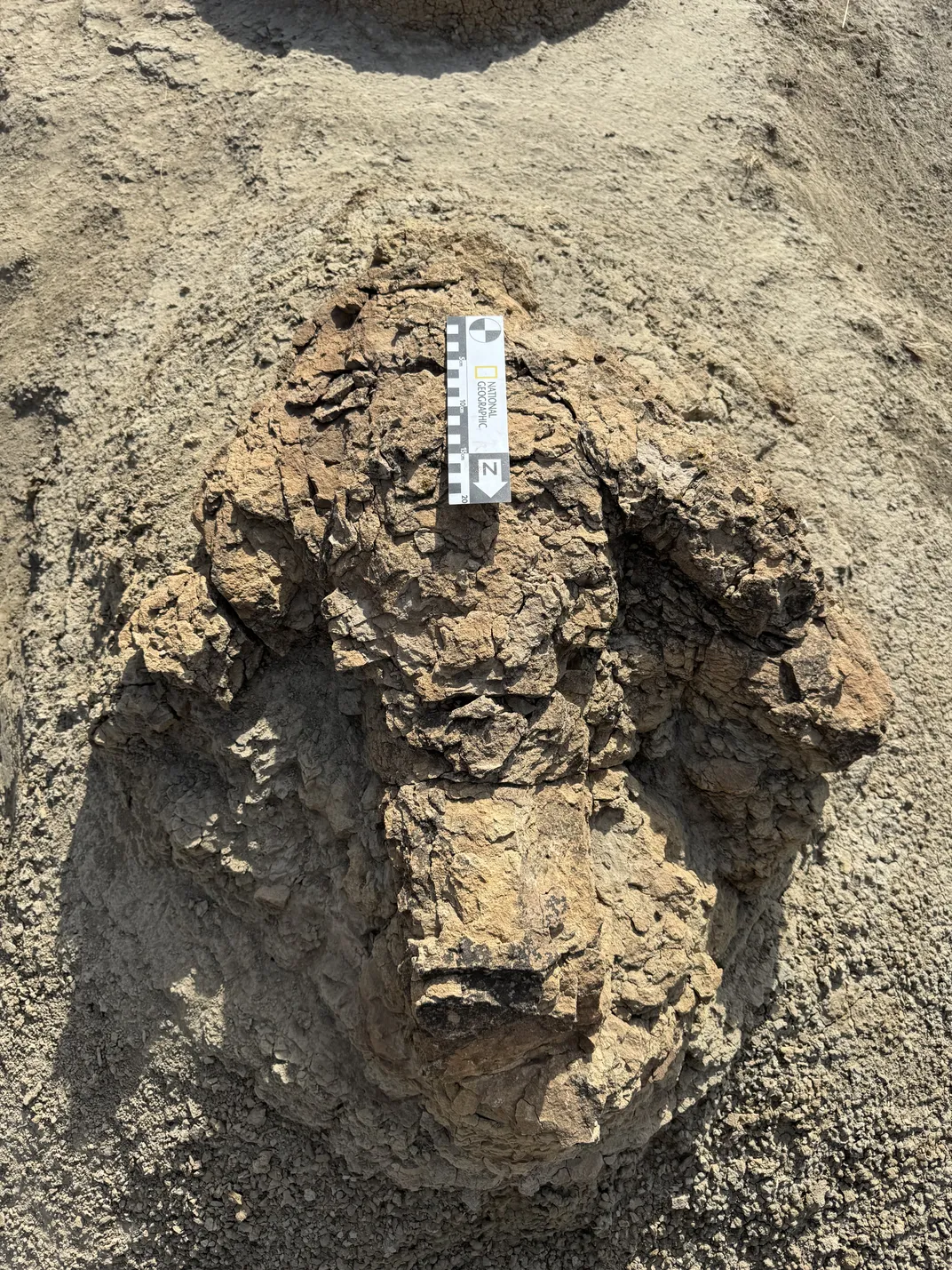 An overhead view of a large footprint with three toes