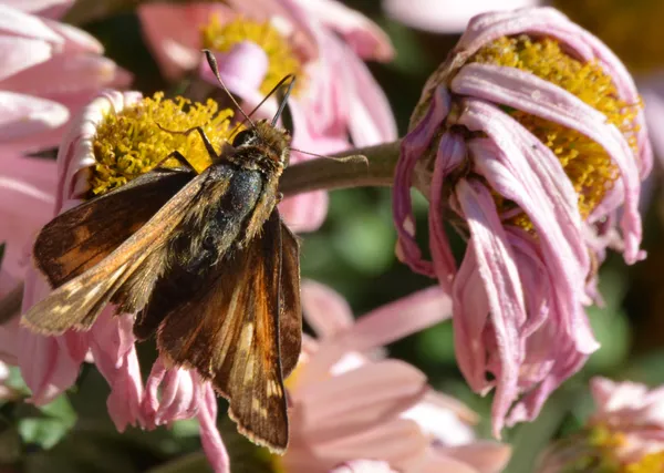 A Moth feasting on a wilted flower thumbnail