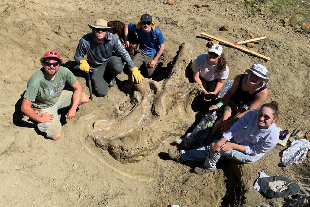 Triceratops excavation