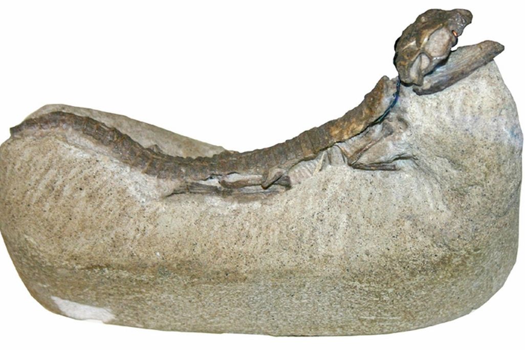 Hoplosuchuskayi.jpg