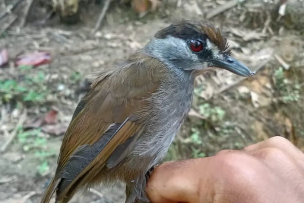 Someone holds a brown and grey bird with a black stripe on its face and red eyes