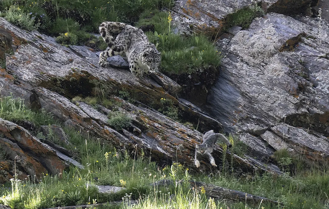 a snow leopard chases a much smaller wild cat down a rocky hillside