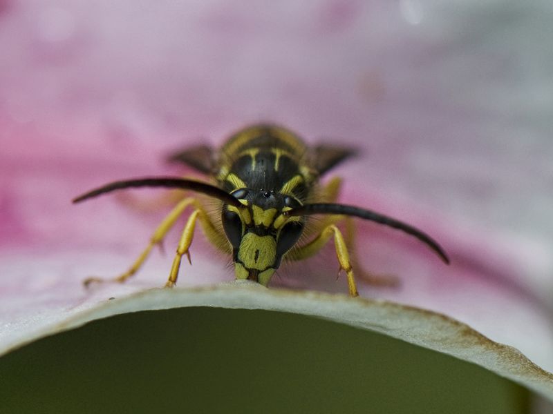 Wasp on a flower Smithsonian Photo Contest Smithsonian Magazine
