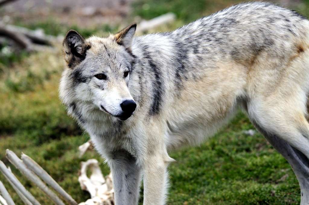 Gray Wolf Yellowstone