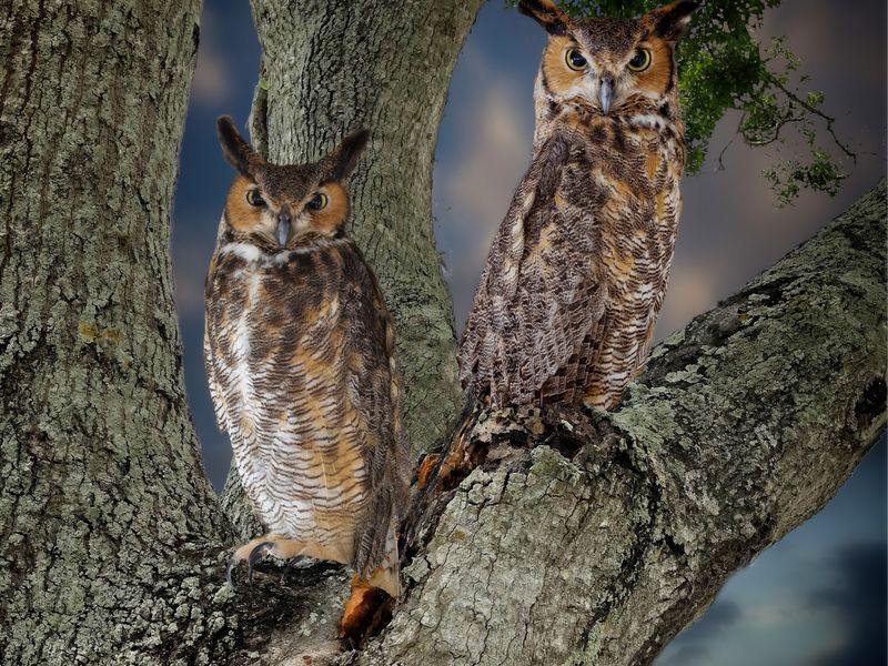 Great horned owl pair | Smithsonian Photo Contest | Smithsonian Magazine