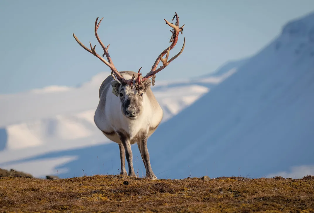 A male Svalbard reindeer grazes in Reindalen.
