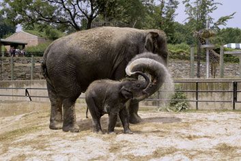 Kandula frolicking with mother Shanthi at the National Zoo at 8 months.