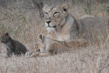 The mother lion, her lion cubs and her adopted spotted leopard baby, all got along just fine.