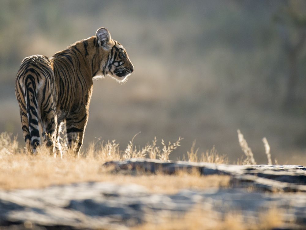 How Technology is Helping to Monitor Bengal Tiger Population in India