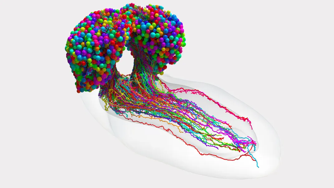 colorful spheres in the shape of a brain's two hemispheres with several multicolored strings coming from the bottom