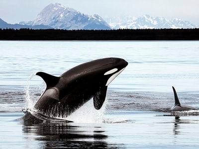 Four different audio recorders placed in different regions of the north-western Arctic collected eight years&#39; worth of acoustic data, providing a sneak peek into the lives of cetaceans.