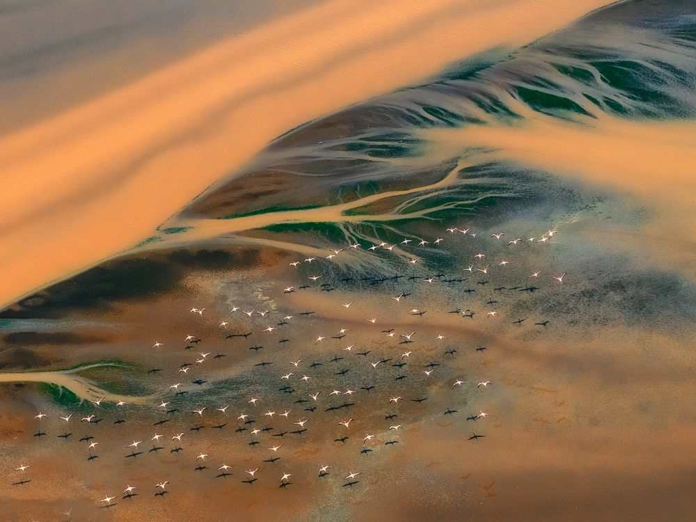 The Flying Birds | Smithsonian Photo Contest | Smithsonian Magazine