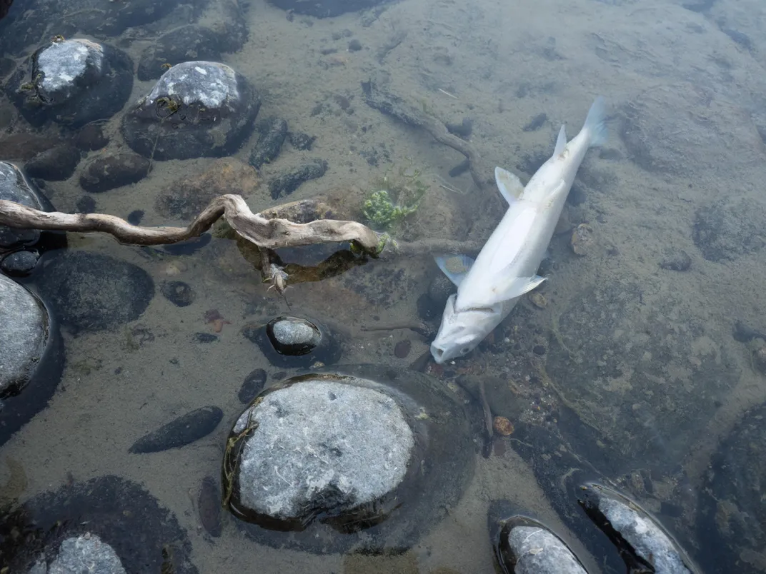 The Massive Yellowstone Fish Die-Off: A Glimpse Into Our Climate Future?