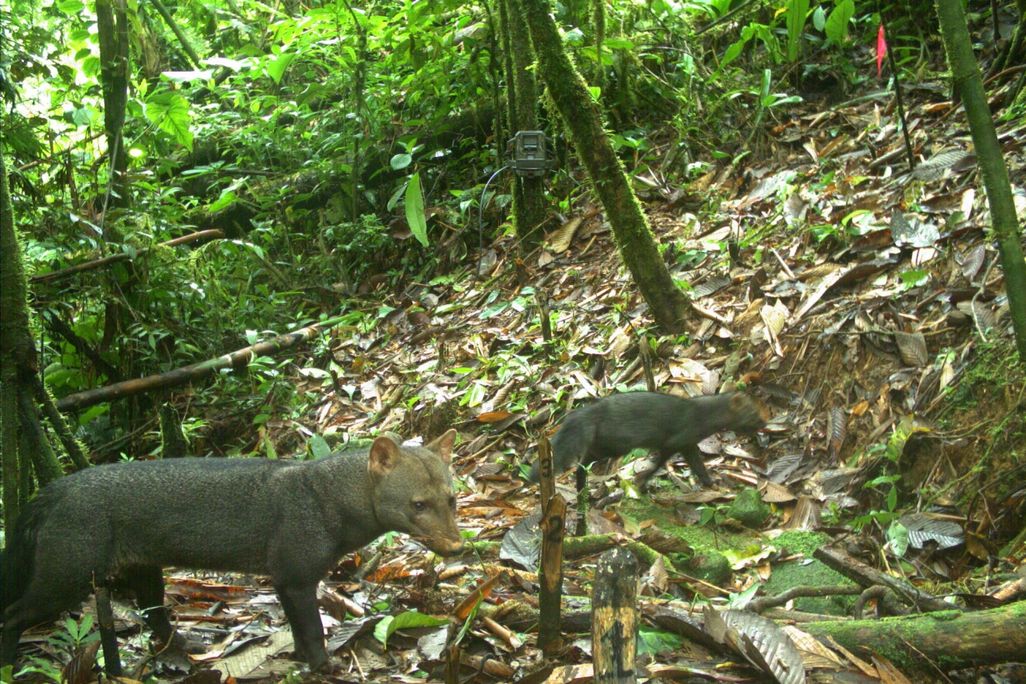 Trail camera shot of two short-eared dogs in 2015
