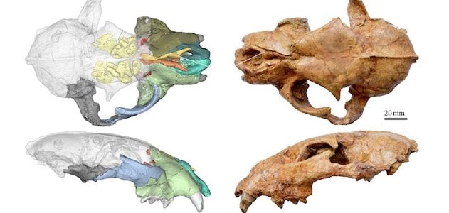 biggest cat skull