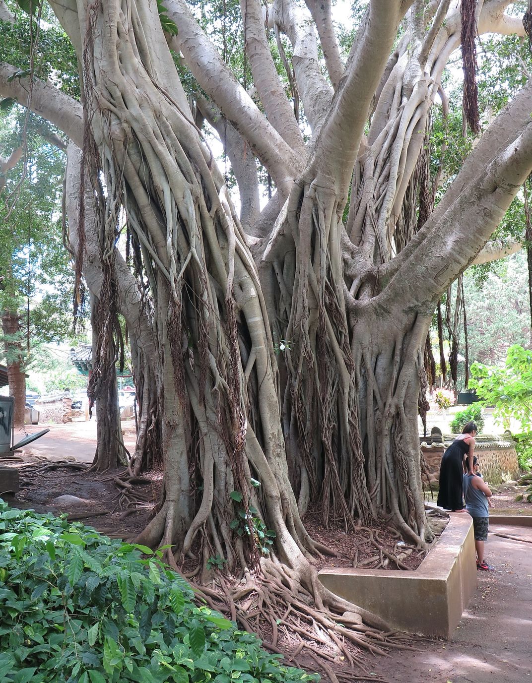 A couple enjoys the surroundings of Iao State Park beneath a giant ...