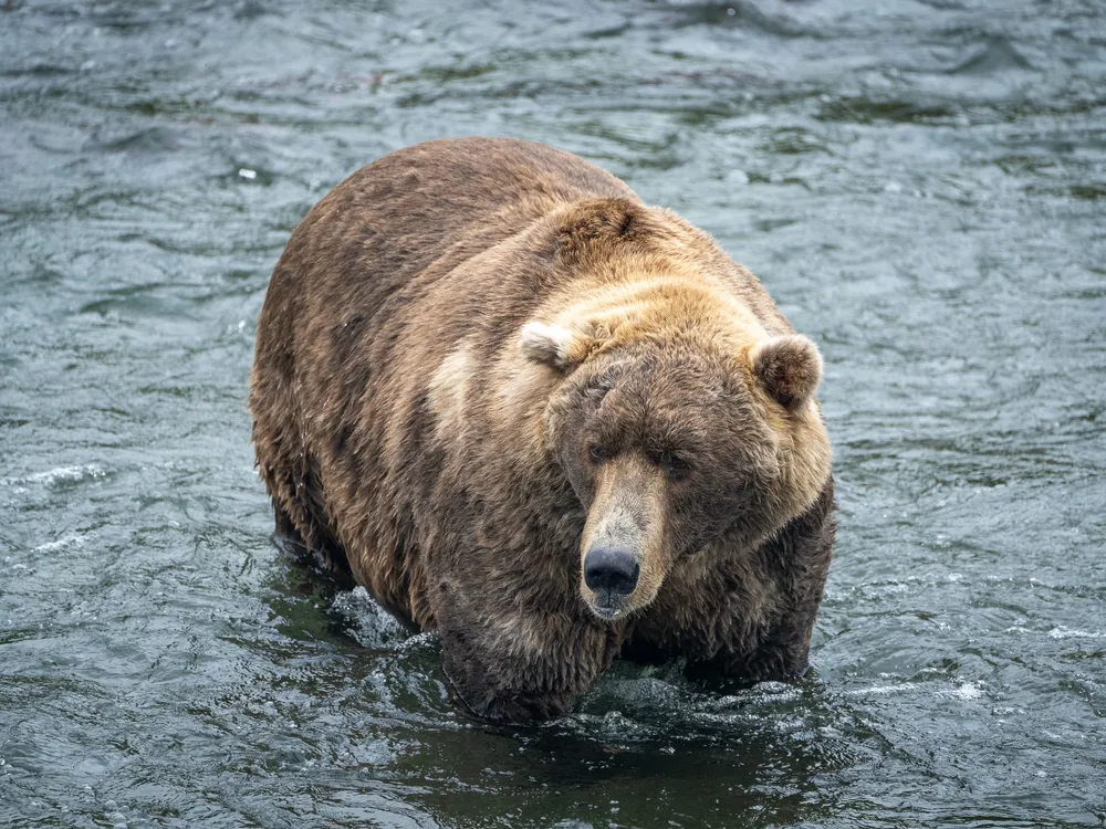 Fat Bear Otis Katmai National Park