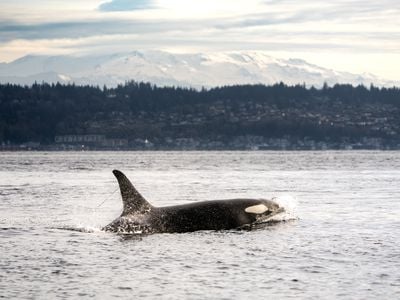 An orca named L82 Kasatka swims in front of Mt. Rainier, with a strand of eelgrass trailing from her dorsal fin. She belongs to the Southern Resident orca population, a critically endangered group in the northeast Pacific Ocean.