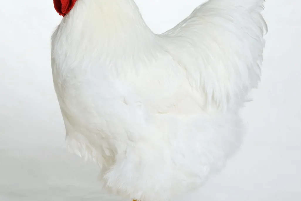 09_30_2014_wyandotte chicken.jpg