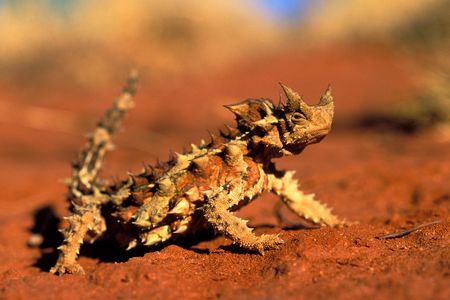 How does a lizard that looks like a rose stem mated with a cactus suck water out of the desert?